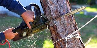 How Our Tree Care Process Works  in  Leona Valley, CA