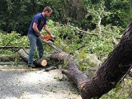 Best Tree Cabling and Bracing  in Leona Valley, CA