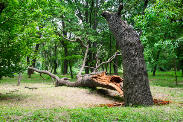 Best Tree Disease Treatment  in Leona Valley, CA