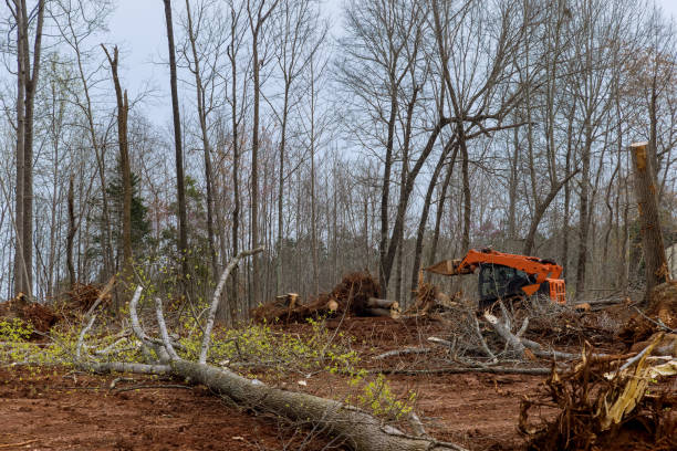 Best Root Management and Removal  in Leona Valley, CA