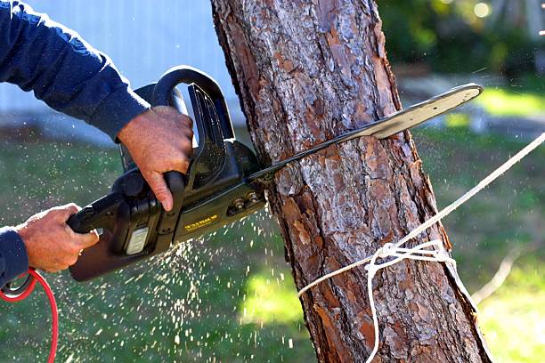 Best Tree Trimming and Pruning  in Leona Valley, CA