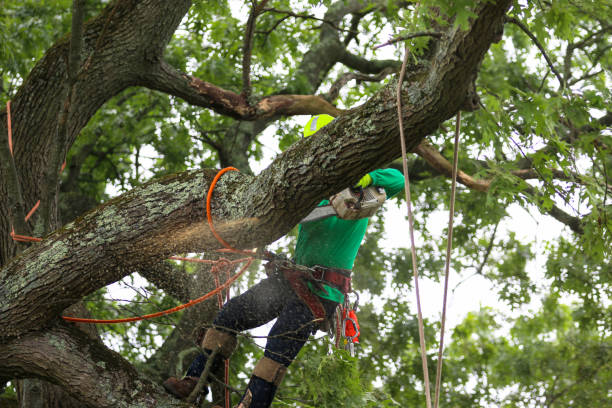 Best Commercial Tree Services  in Leona Valley, CA