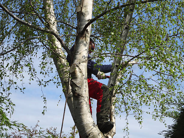 Trusted Leona Valley, CA Tree Care Experts