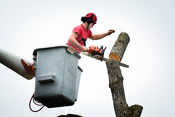 Best Hazardous Tree Removal  in Leona Valley, CA
