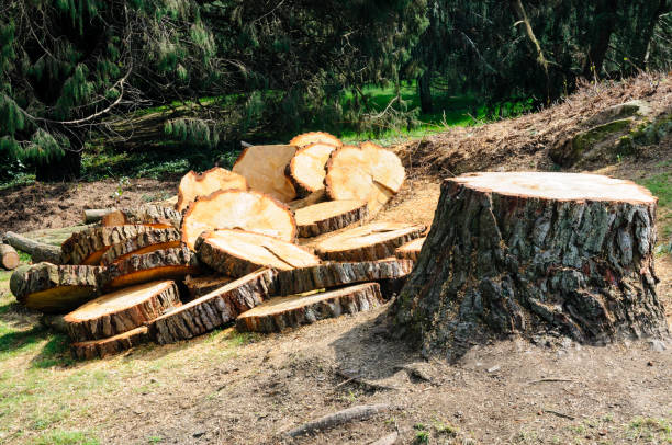 Best Tree Maintenance Programs  in Leona Valley, CA